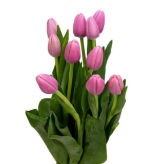 TULIPAN TRESOR 401