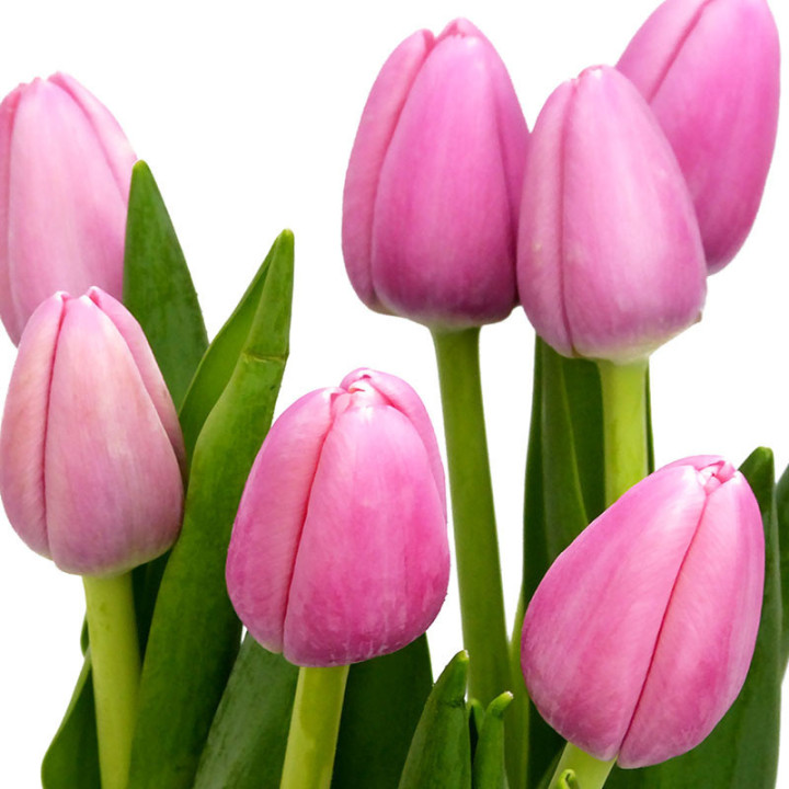 TULIPAN TRESOR 402