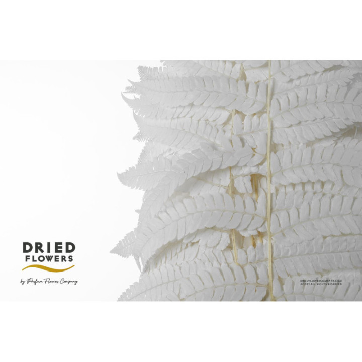 DRIED HELECHO PRESERVADO BLANCO1