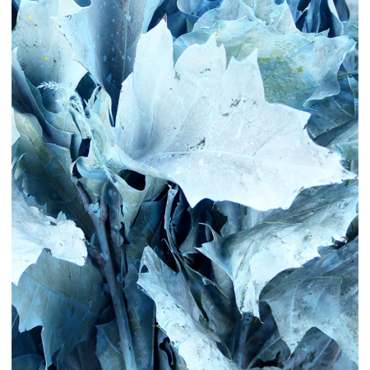 QUERCUS AZUL CLARO1
