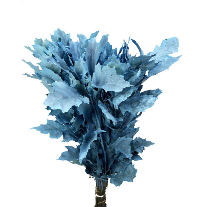 QUERCUS AZUL CLARO2