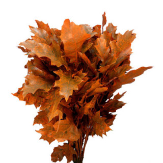 QUERCUS ORANGE1
