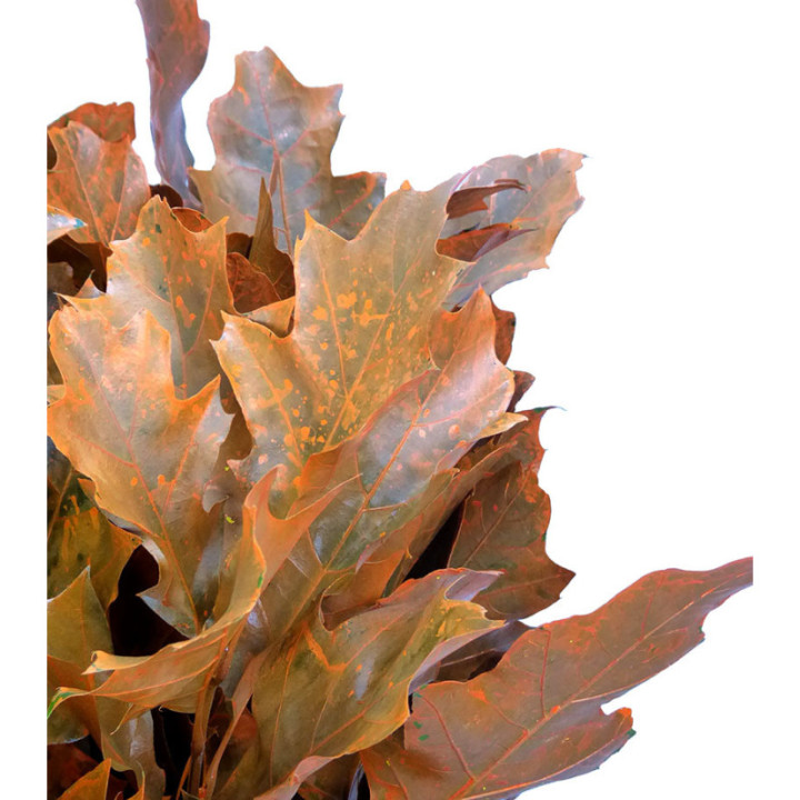 QUERCUS ORANGE2