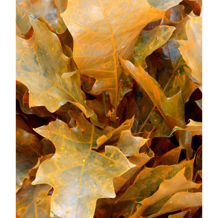 QUERCUS ORANGE3