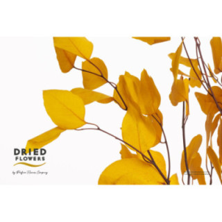 DRIED EUCALYPTUS POPULUS PRESERVADO YELLOW1