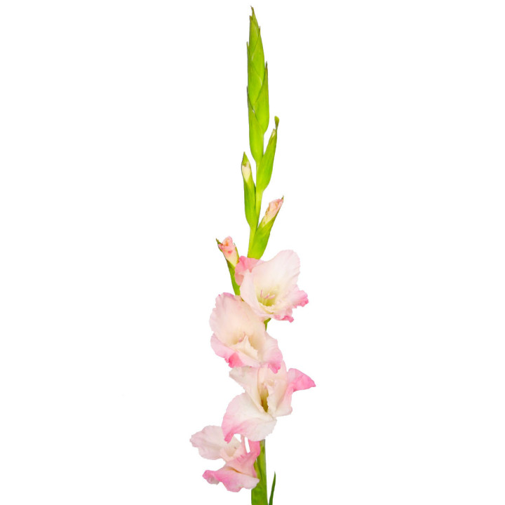 GLADIOLO ROSA1