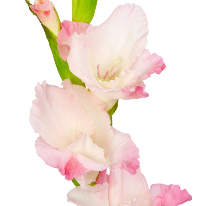 GLADIOLO ROSA2