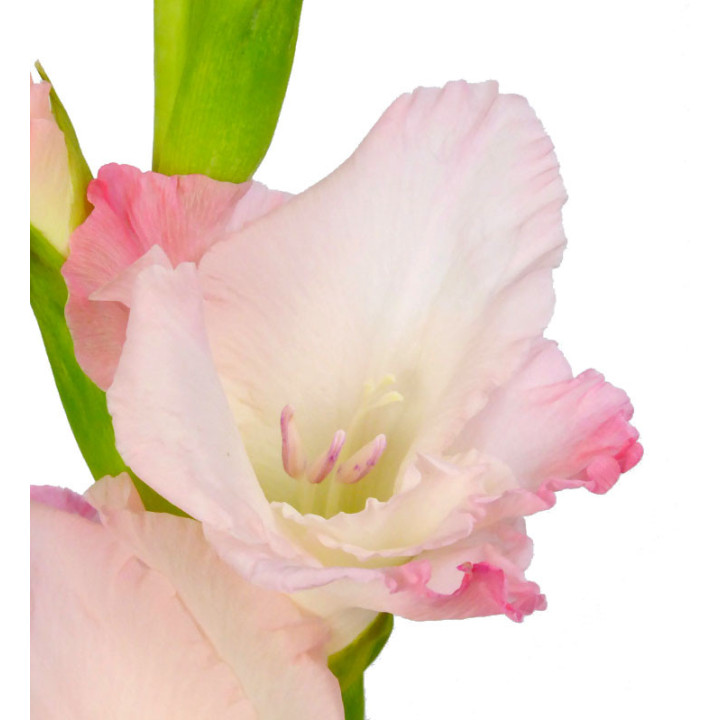 GLADIOLO ROSA3