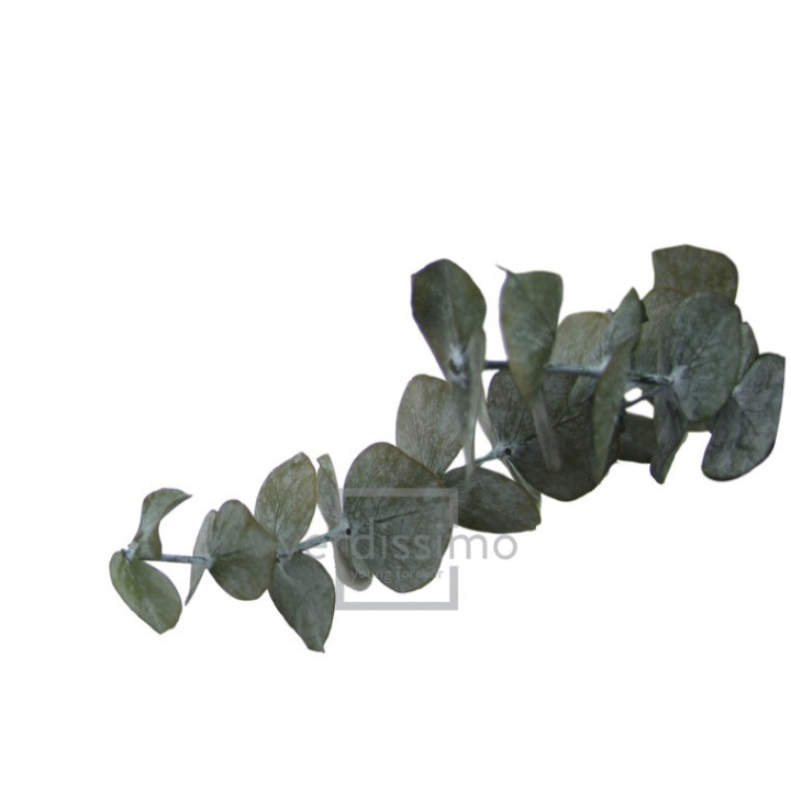 EUCALIPTUS BABY BLUE PRESERVADO BBL/41031