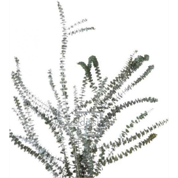 EUCALIPTUS BABY BLUE PRESERVADO BBL/41032