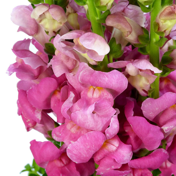 ANTIRRINO ANTIBES ROSE 751