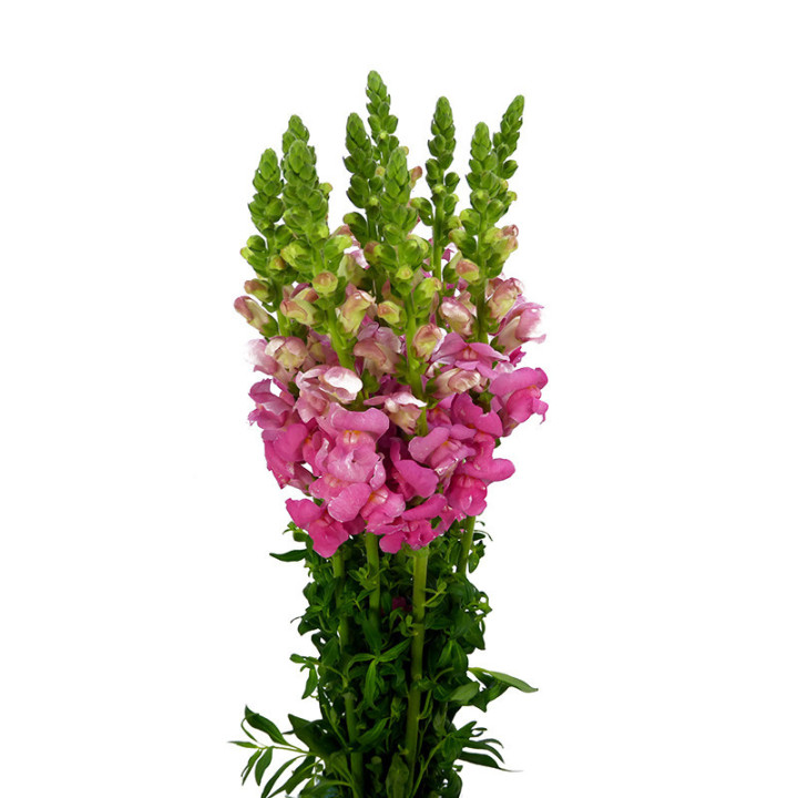 ANTIRRINO ANTIBES ROSE 752