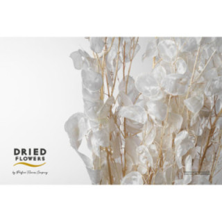 DRIED LUNARIA PRESERVADO BLANCO1