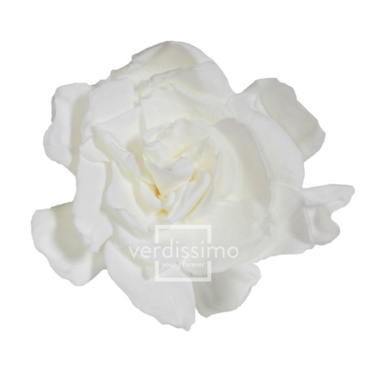 GARDENIA PRESERVADA 3UND GAR/20001