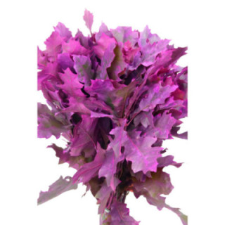 QUERCUS FUCSIA1