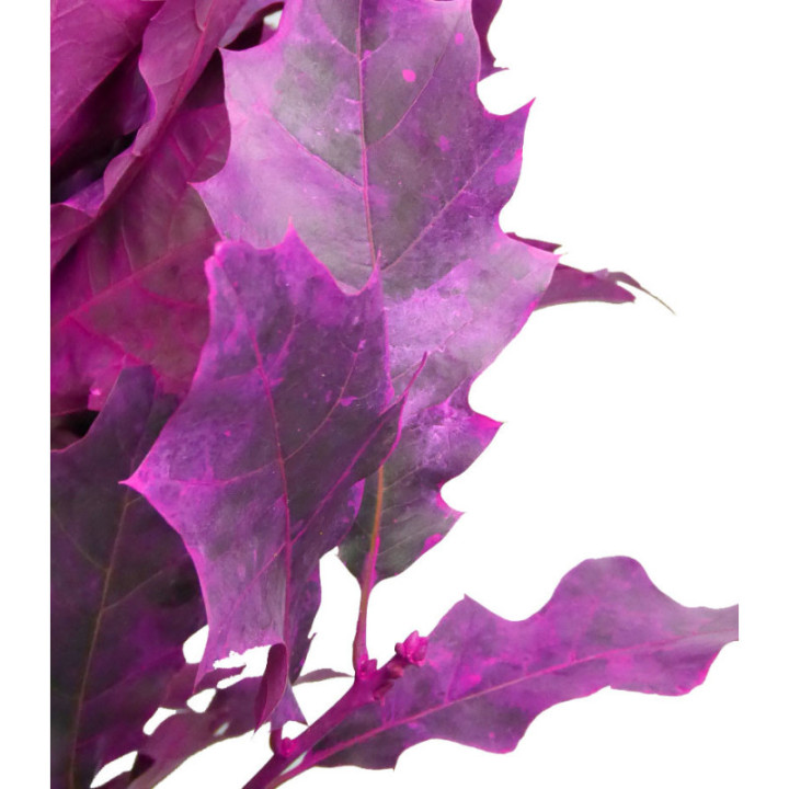 QUERCUS FUCSIA2