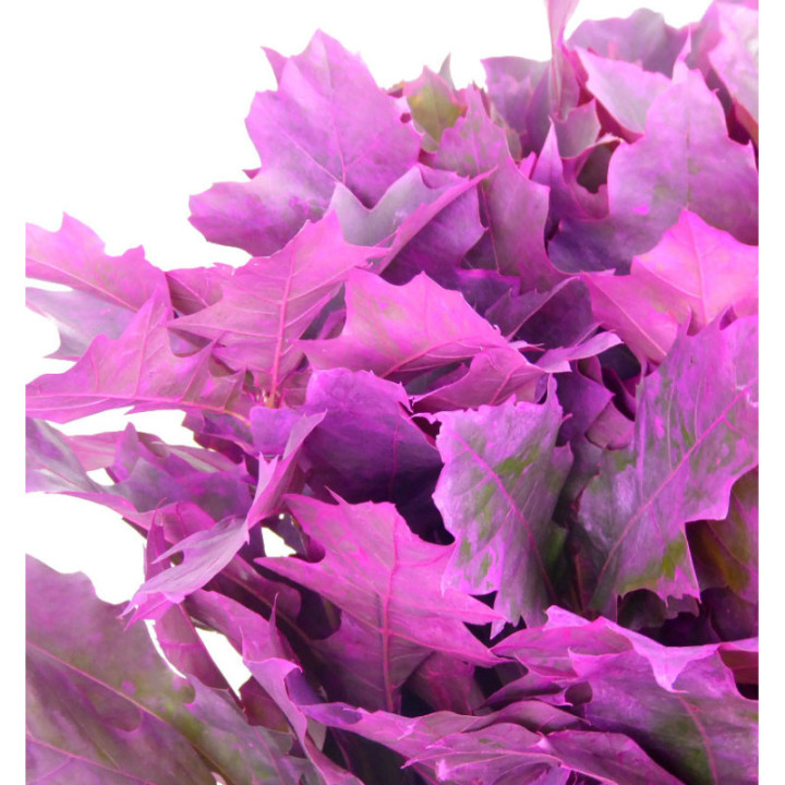 QUERCUS FUCSIA3