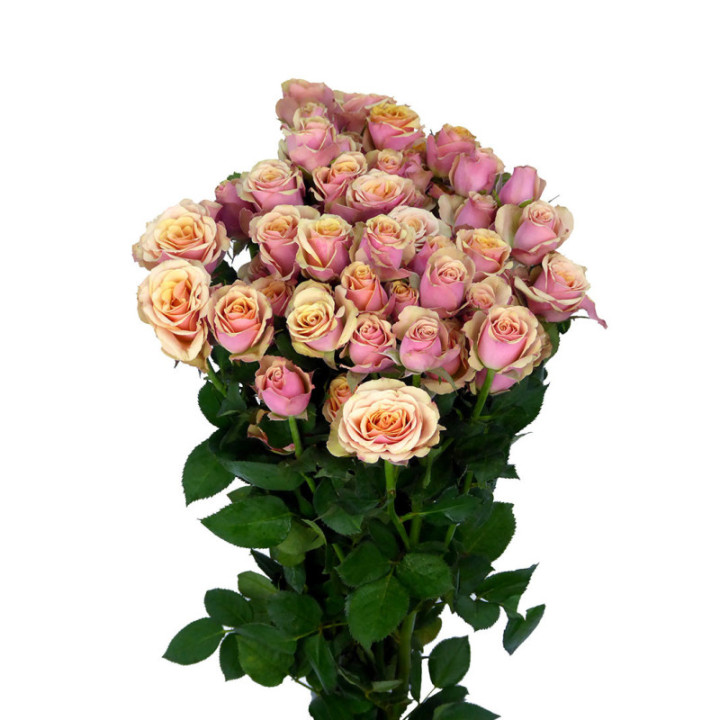 RS RAMIFICADA ANTIGUA 603