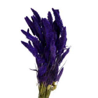 SETAREA PURPLE1