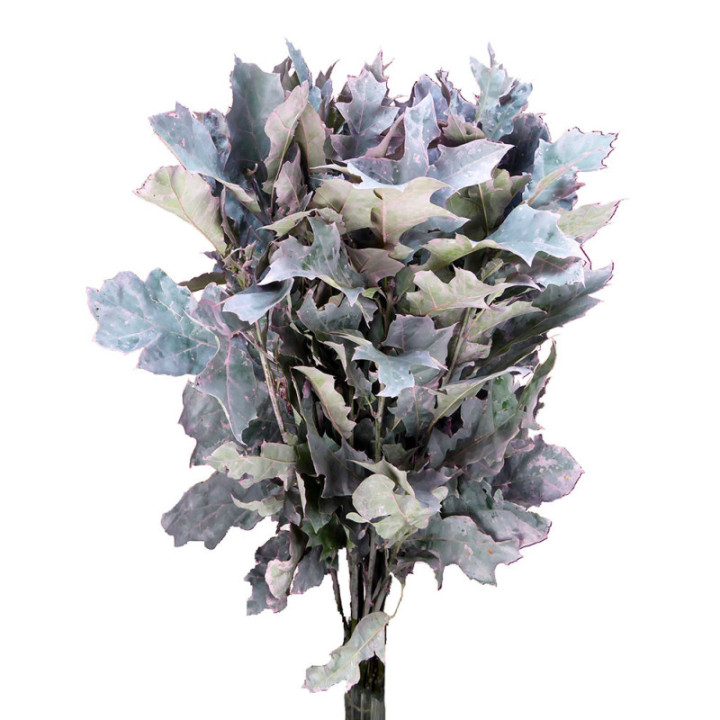 QUERCUS ROSA1