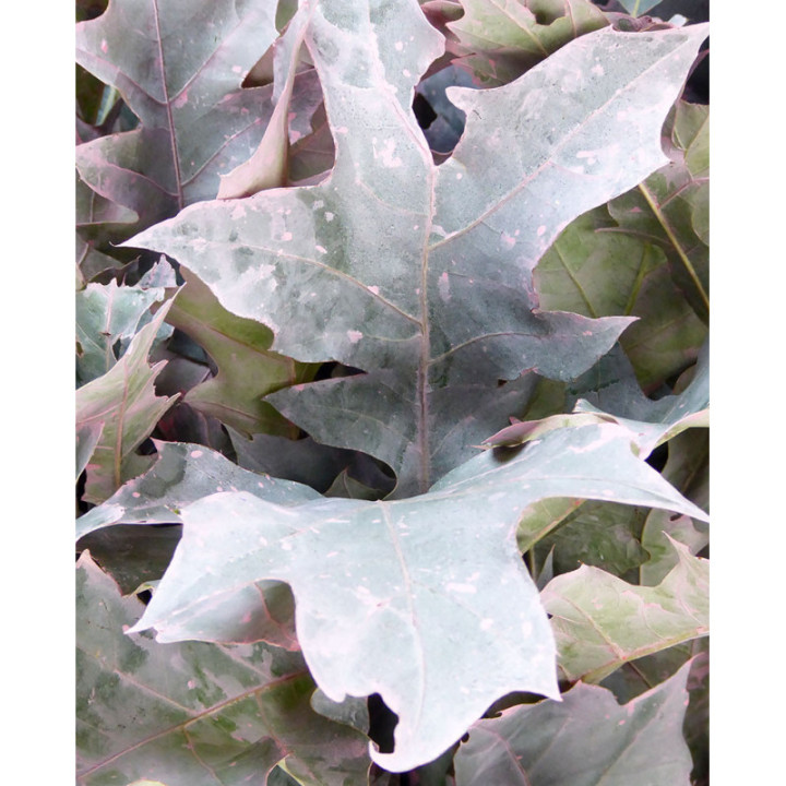 QUERCUS ROSA2
