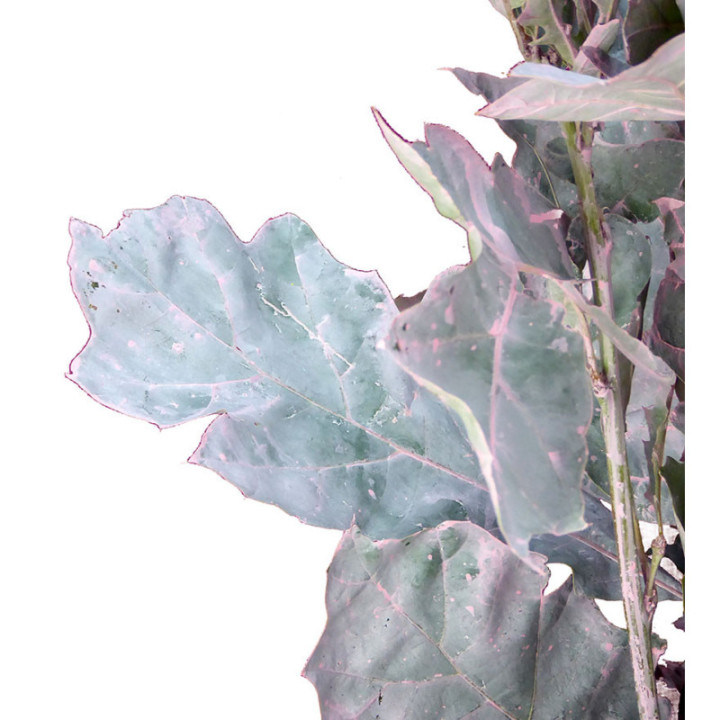 QUERCUS ROSA3