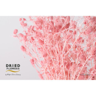 DRIED ERYNG PRESERVADO LIGHT ROSA1