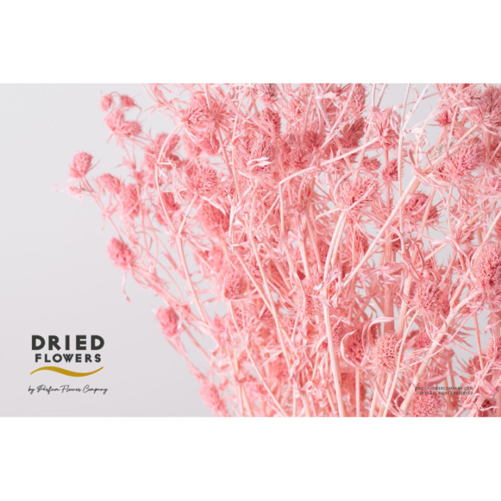 DRIED ERYNG PRESERVADO LIGHT ROSA1