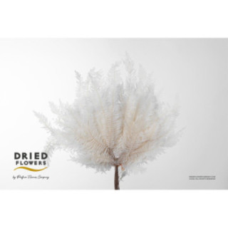 DRIED HELECHO CORAL PRESERVADO BLANCO1