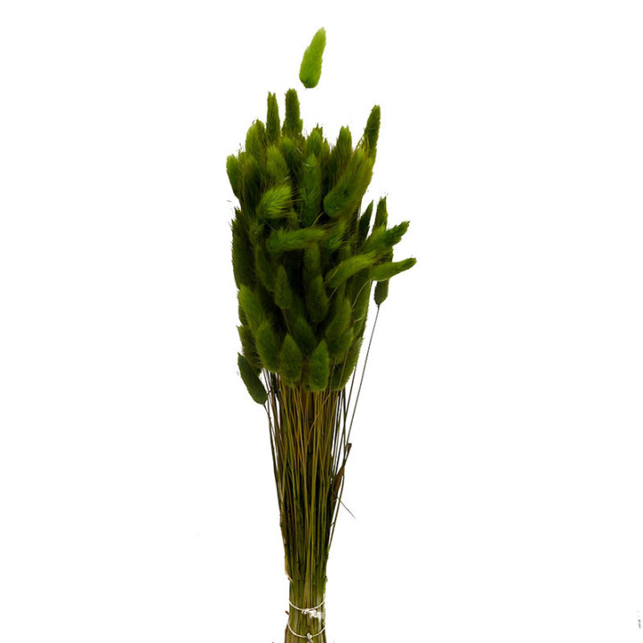 LAGURUS SECO VERDE1