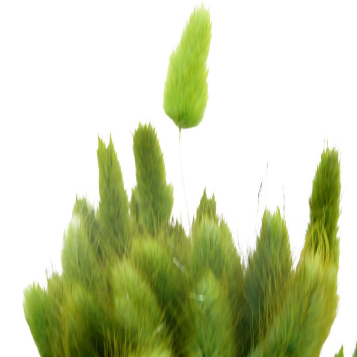 LAGURUS SECO VERDE2