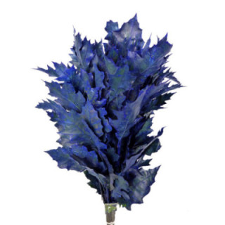 QUERCUS AZUL OSCURO1