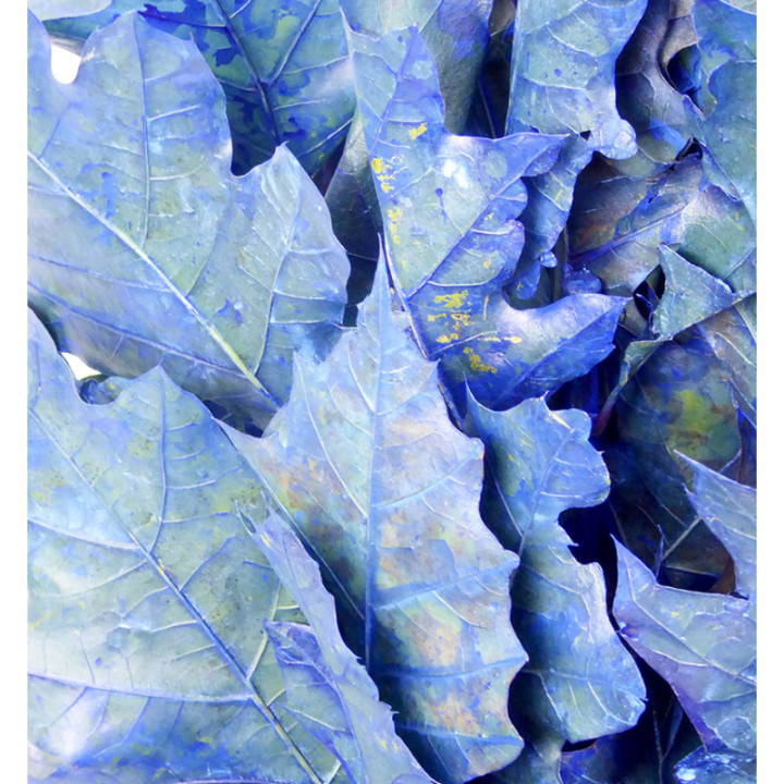 QUERCUS AZUL OSCURO2