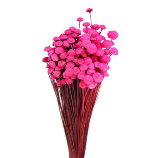 BOTAO SECO ROSA1