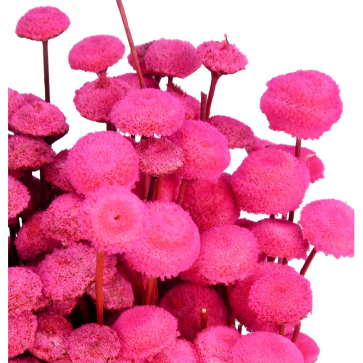 BOTAO SECO ROSA2