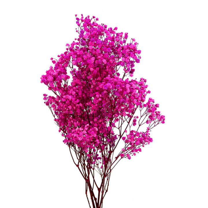 GYPSOPHILA PRESERVADO FUCSIA1
