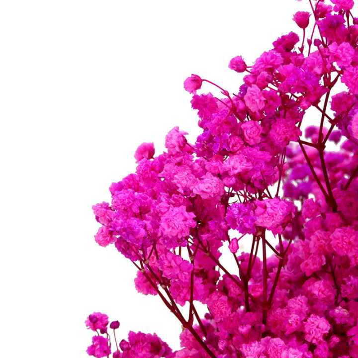 GYPSOPHILA PRESERVADO FUCSIA2