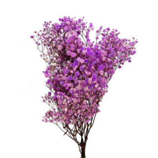 GYPSOPHILA PRESERVADO LAVANDA1