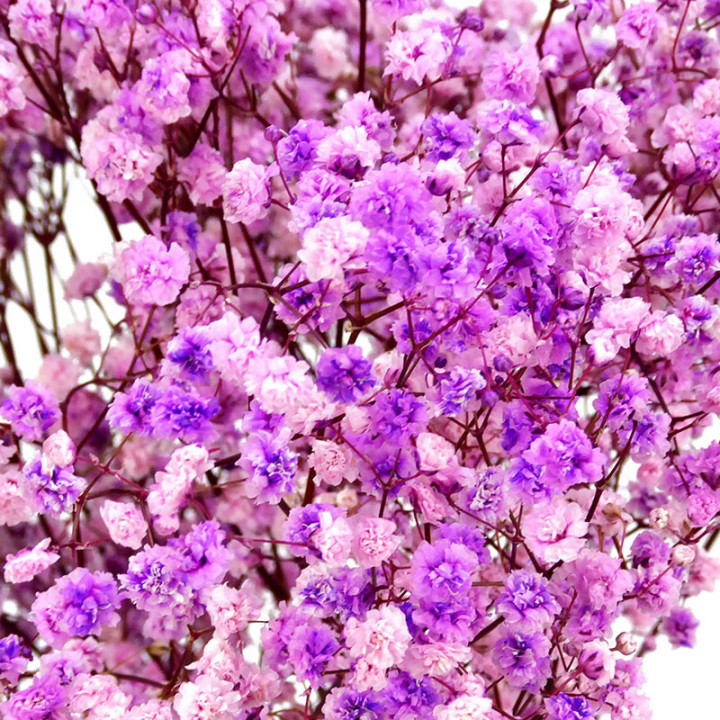 GYPSOPHILA PRESERVADO LAVANDA2