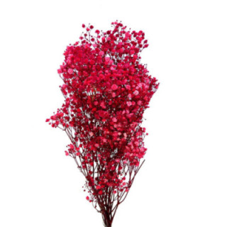 GYPSOPHILA PRESERVADO ROJO1