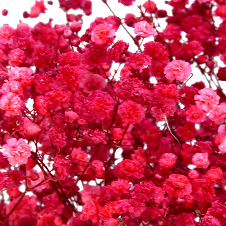 GYPSOPHILA PRESERVADO ROJO2