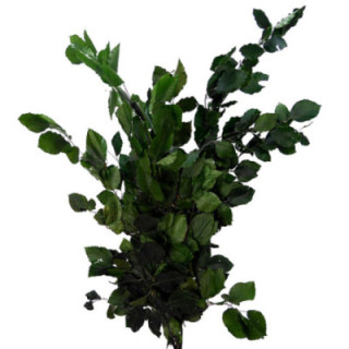 HOJA BEUK PRESERVADO VERDE1