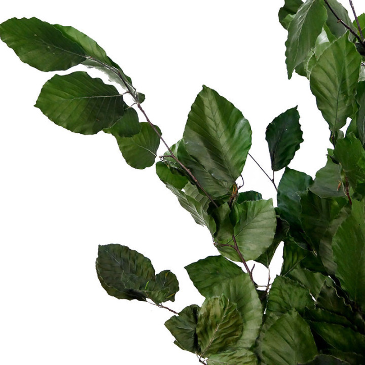 HOJA BEUK PRESERVADO VERDE2