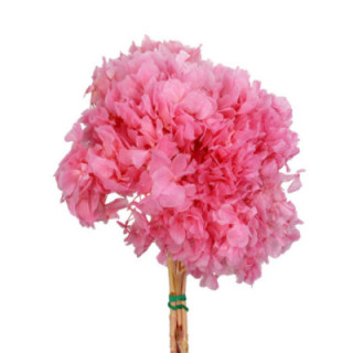 HORTENSIA PRESERVADA ROSA1