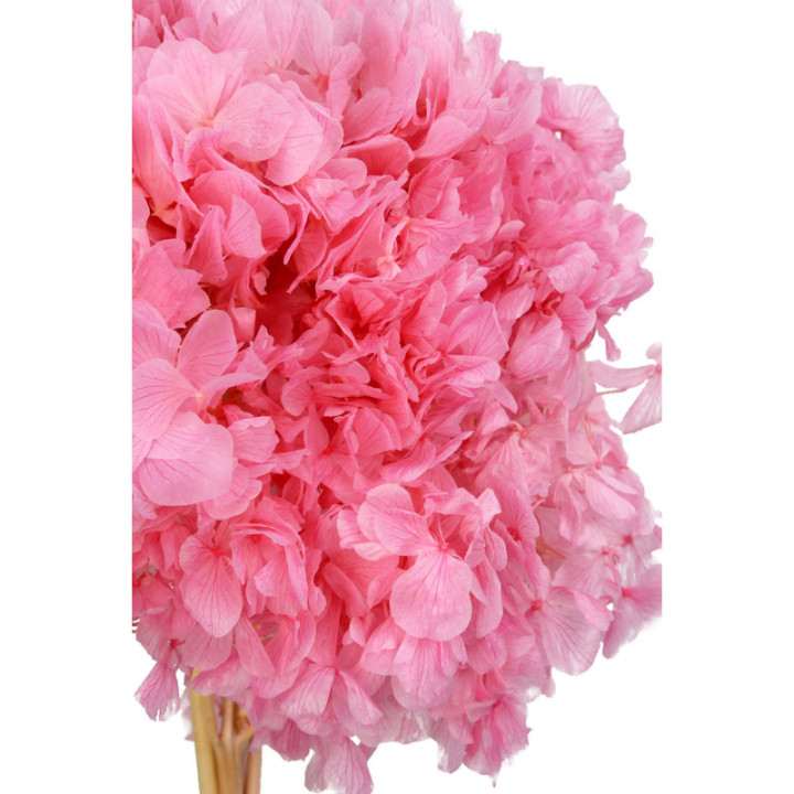 HORTENSIA PRESERVADA ROSA2