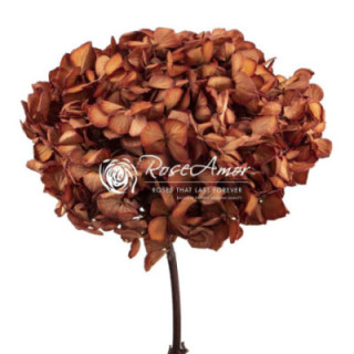 HORTENSIA PRESERVADA GRP 021