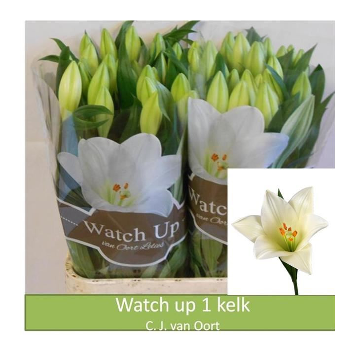 LILIUM LOGI HOL WATCH UP 90 1FLOR1