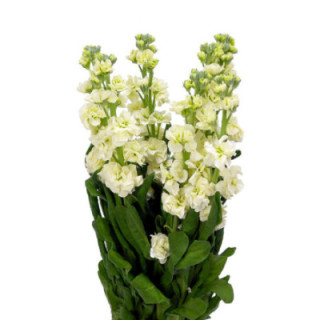MATTHIOLA STOX YELLOW 551
