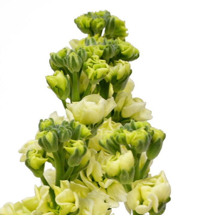 MATTHIOLA STOX YELLOW 552