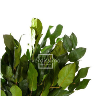 SALAL TIPS PRESERVADO SAL/01021